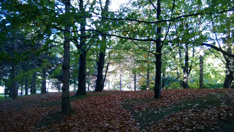 forêt-automne