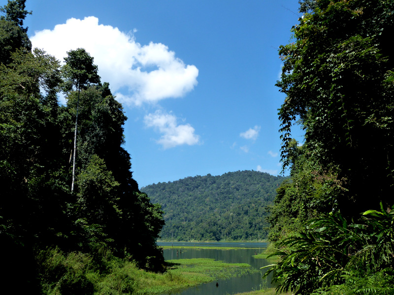 Belum Rainforest, bienvenue dans la jungle de Malaisie