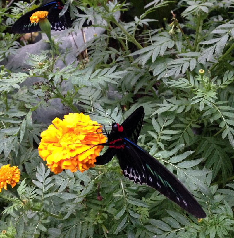 papillon-cameron-highlands