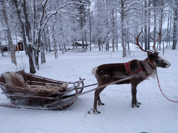 Promenade en traineau de rennes en Laponie
