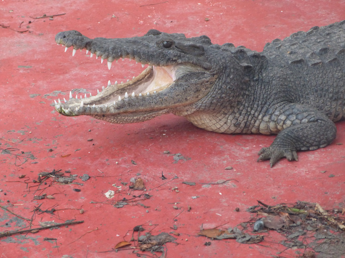 club-med-cancun-crocodile