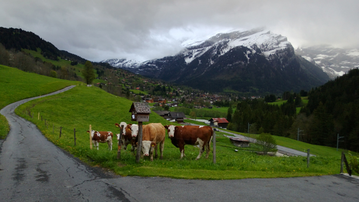 vaches-suisse