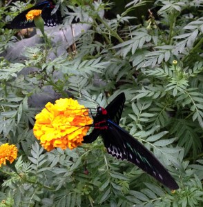 papillon-cameron-highlands