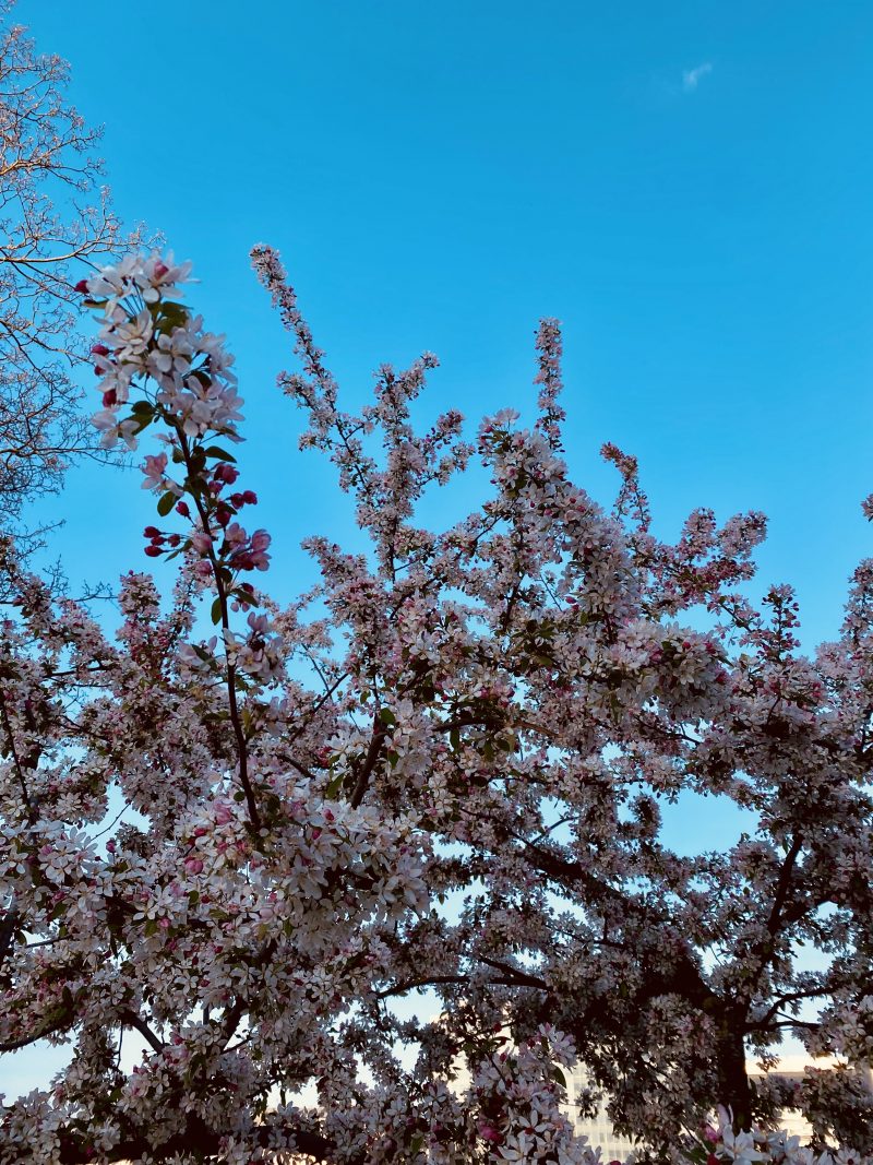 courir-printemps-cerisier-1